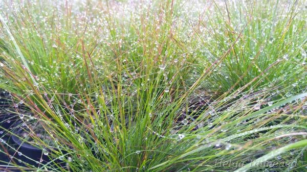 Festuca 'Walberla' Овсяница
