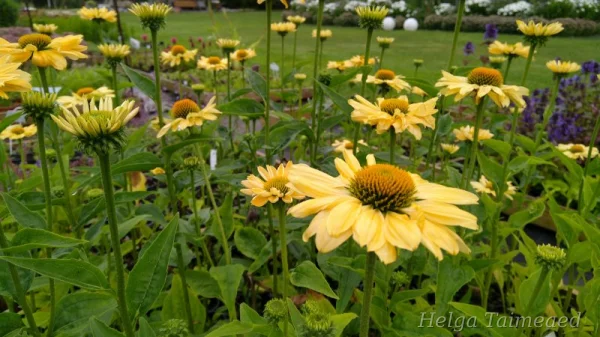 Echinacea 'Aloha'  Эхинáцея