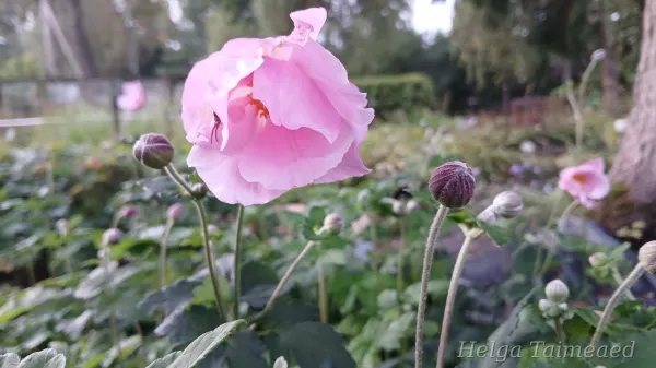 Anemone x hybrida 'Lorelei' Ве́треница гибридная