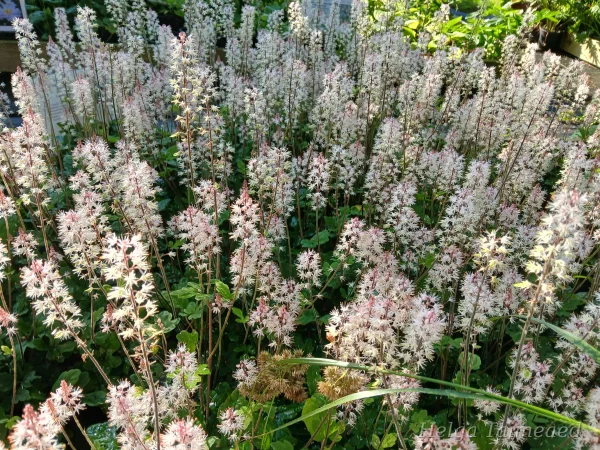 Tiarella 'Spring Symphony' Tiarell