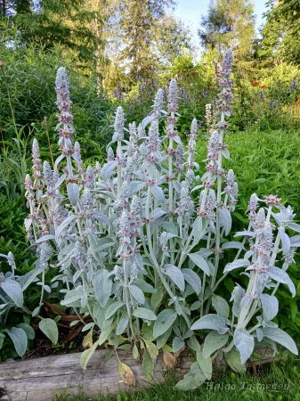 Stachys byzantina 'Simba' Чистец византийский