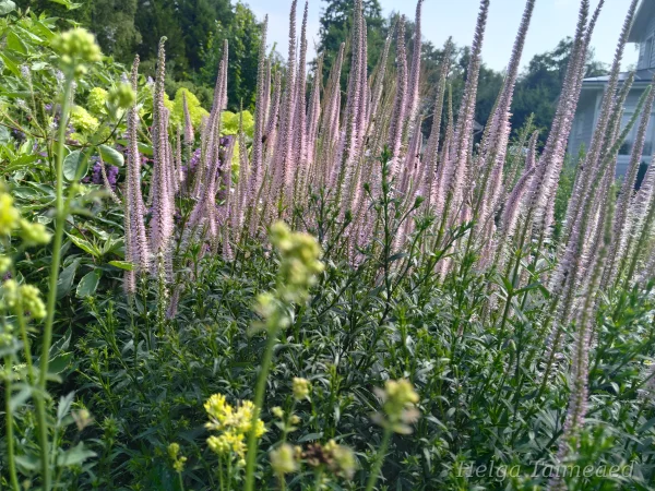 Veronicastrum virginicum 'Pink Glow' Virginiantädyke