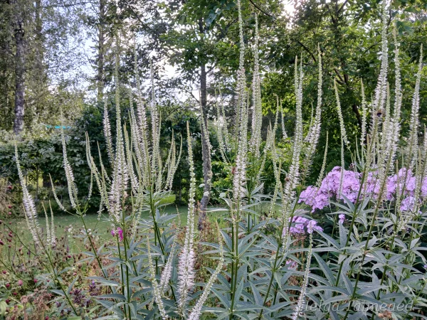 Veronicastrum virginicum  ́Alba' Вероника́струм вирги́нский