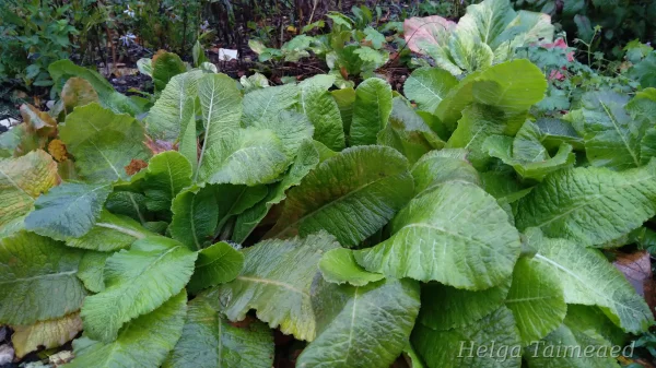Primula denticulata 'Rubin' Примула мелкозубчатая