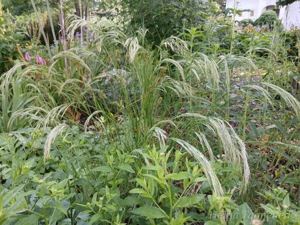 Achnatherum calamagrostis (Stipa calamagrostis)