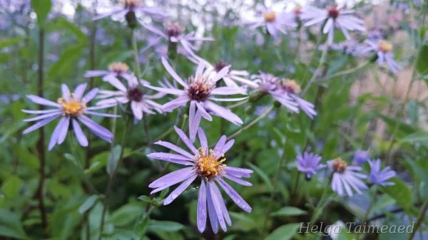 Aster pyrenaeus 'Lutetia'