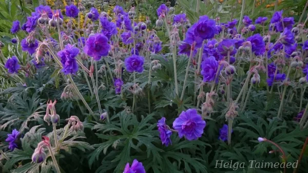Geranium pratense 'Plenum Violaceum' Герань