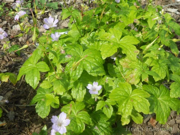 Geranium nodosum Герань