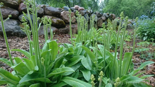 Micranthes (Saxifraga) pensylvanica Камнеломка пенсильванская