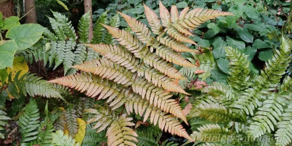Dryopteris erythrosora