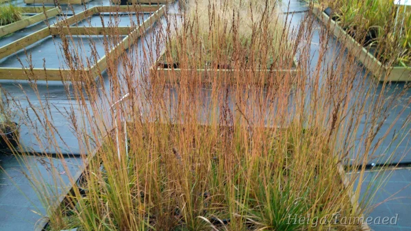 Molinia caerulea 'Moorflamme'