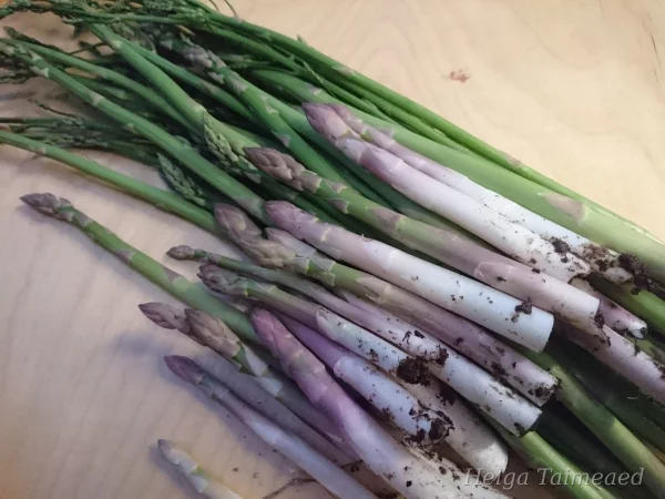 Asparagus officinalis 'Gijnlim'