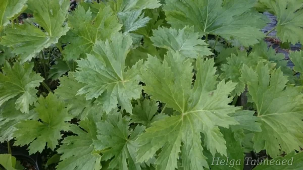 Ligularia x palmatiloba Бузульник