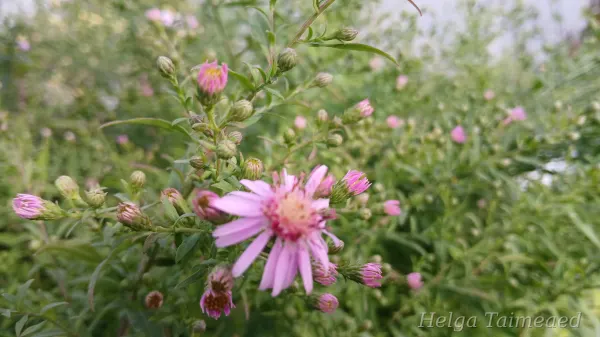 Symphyotrichum lateriflorum 'Coombe Fishacre'
