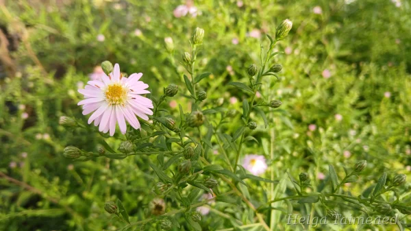 Symphyotrichum lateriflorum 'Coombe Fishacre'