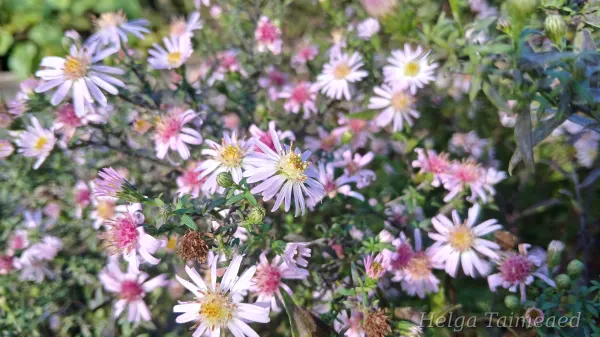 Symphyotrichum lateriflorum 'Coombe Fishacre' Vits-sügisaster