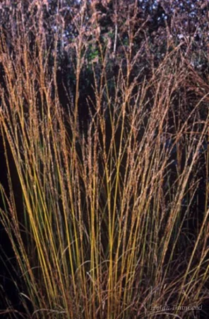 Molinia caerulea 'Edith Dudszuz' Молиния голубая