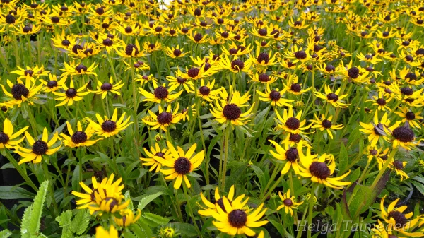 Rudbeckia fulgida 'Sun Ka Ching'