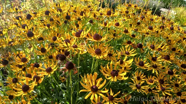 Rudbeckia fulgida 'Sun Ka Ching'