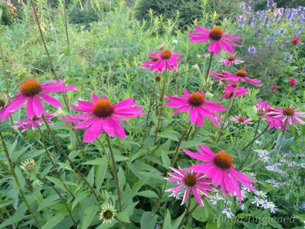 Echinacea purpurea 'Fatal Attraction'