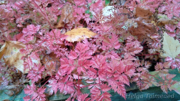 Aruncus aethusifolius 'Porzellan' Волжанка петрушколистная