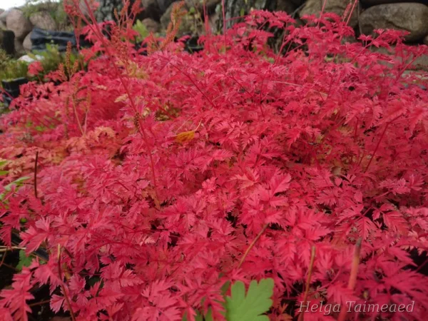 Aruncus aethusifolius 'Filigran' Волжанка петрушколистная
