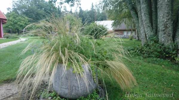 Stipa tenuissima 'Pony Tails'