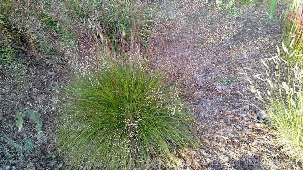 Sporobolus heterolepis