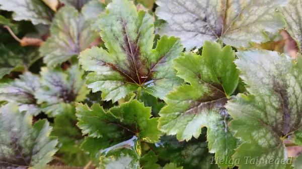 Heucherella 'Pink Revolution' Haltiankukka