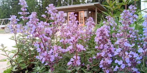 Nepeta x fassenii 'Purrisian Blue'