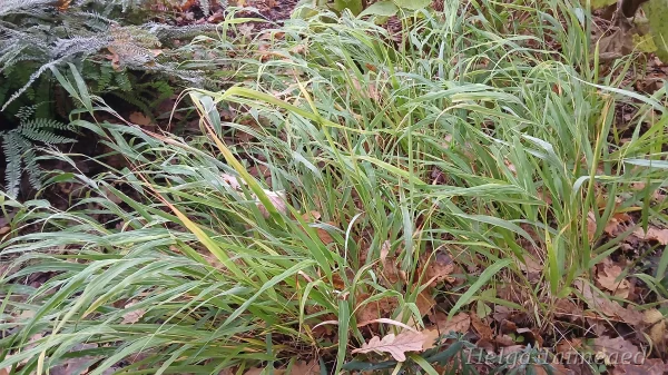 Hakonechloa macra