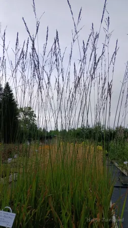 Molinia arundinacea 'Karl Foerster'