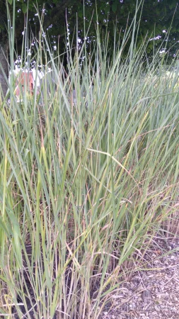 Panicum virgatum 'Northwind'