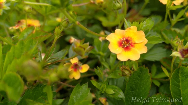Potentilla x tonguei