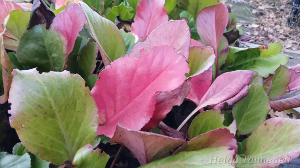 Bergenia cordifolia 'Morgenröte' südajas bergeenia