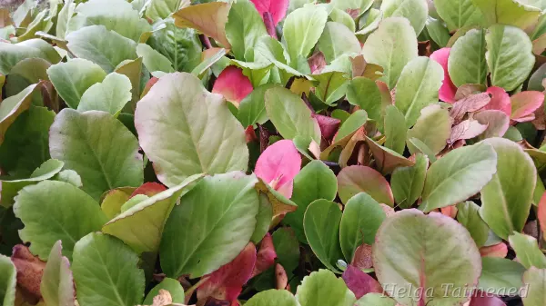 Bergenia cordifolia 'Morgenröte' Herttavuorenkilpi