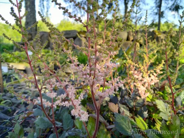 Astilbe chinensis  'Spotlight' Астильба китайская