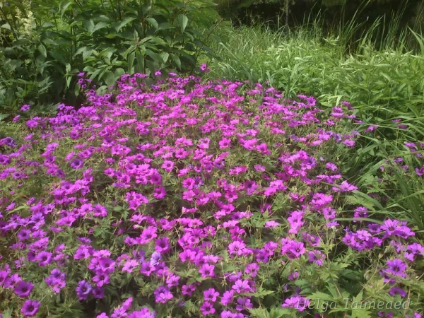 Geranium 'Patricia' Герань мелкотычинковая