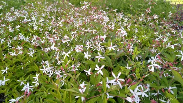 Gillenia trifoliata Гилления трёхлистная