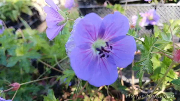 Geranium hybride 'Jolly Bee'='Rozanne' Kurereha