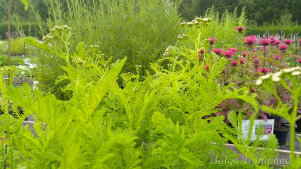 Tanacetum vulgare 'Crispum' Harilik soolikarohi