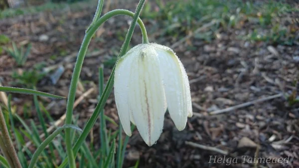 Fritillaria meleagris 'Alba' Ря́бчик ша́хматный