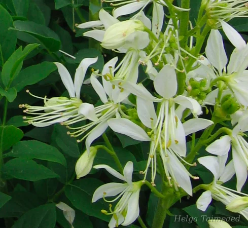 Dictamnus albus albiflorus