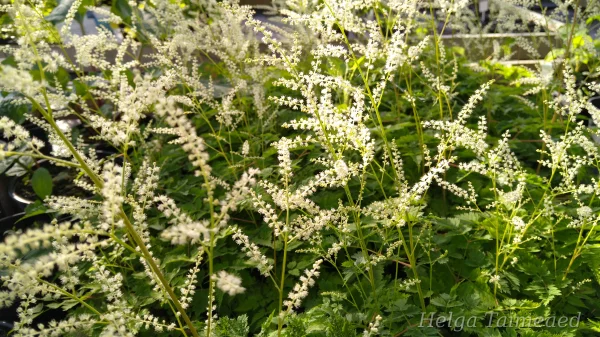 Aruncus aethusifolius 'Charakter'