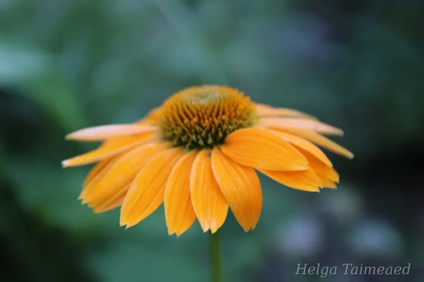 Echinacea 'Leilani'