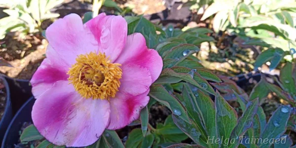 Paeonia officinalis 'Mollis'