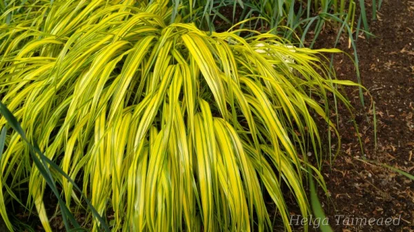Hakonechloa macra 'Aureola'