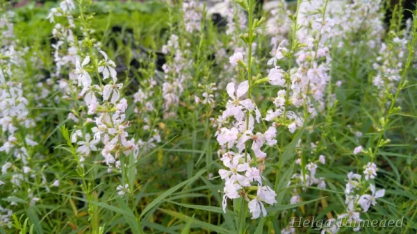Lythrum virgatum 'White Swirl'