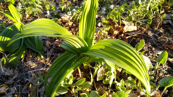 Veratrum californicum Чемерица чашецветная