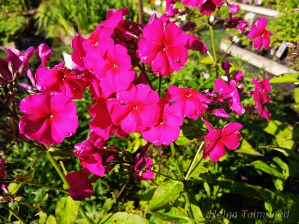 Phlox paniculata 'Adessa Special Fire' Флокс метельчатый